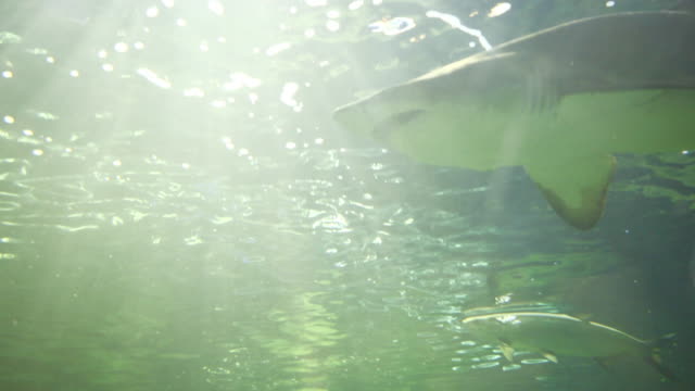 Fische-im-Aquarium-Tank-schwimmen-Haie-Gefahr-bedrohlich