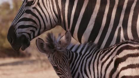 Close-up-of-cute-baby-zebra-nudging-its-mother