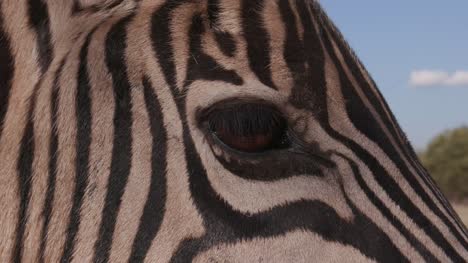 Nahaufnahme-des-Auges-zebras