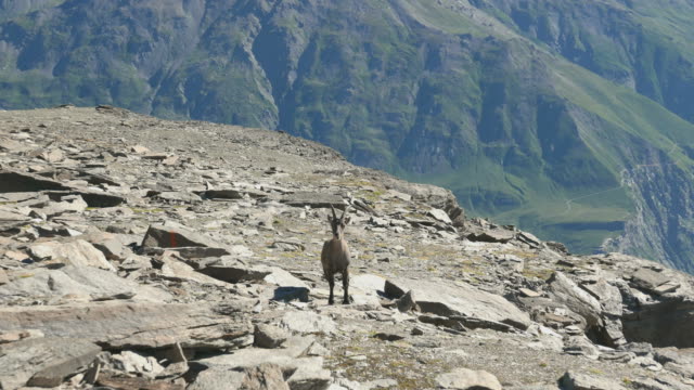 Cabra-montés-hembra-mirando-a-la-cámara-con-los-Alpes-italianos-en-el-fondo.