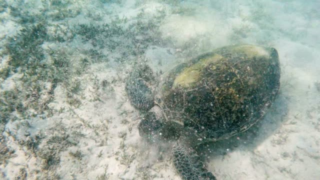große-Erwachsene-grüne-Meeresschildkröte-(Chelonia-Mydas)