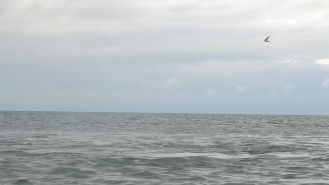 Dolphins-Swimming-in-Open-Ocean