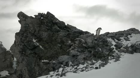 Antarktis-Kinnriemen-Pinguin-auf-dramatischen-Felsen