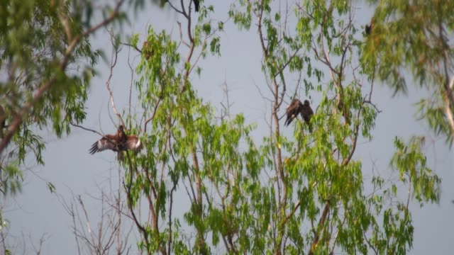 Black-kite-hawk-bird-habitat-in-Nakhonnayok-province,-Thailand