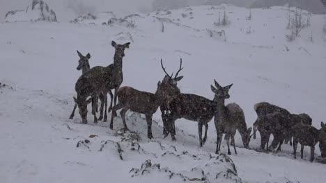 European-Red-deer-(cervus-elaphus)-on-snow-blizzard,-uhd-stock-video