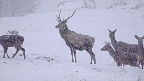 Venado-bura-Buck-en-nieve,-uhd-stock-video