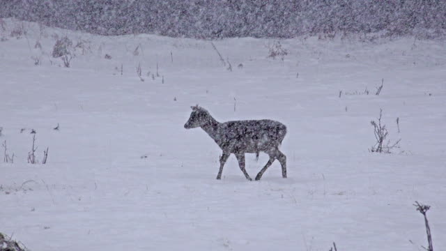 Gruppe-von-Whitetail-Deer-Reife-Böcke,-Januar-Winter-Schnee-Schneesturm,-Uhd-Filmmaterial
