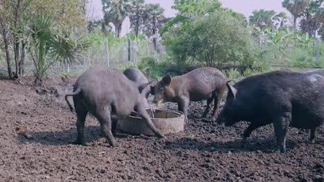 Drift-der-Wildschweine-Essen-aus-einem-Trog-und-im-Schlamm-waten