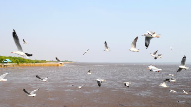 4k-of-Seagulls-circling-above-the-mangrove-forest-at-Bang-Pu-Samut-Prakan-,-Thailand