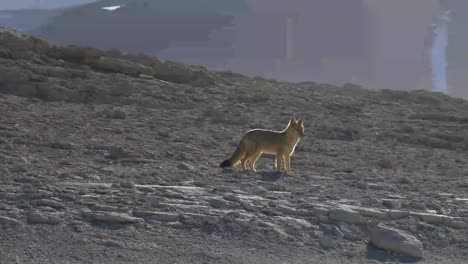 salvaje-zorro-Culpeo-en-sur-de-Bolivia