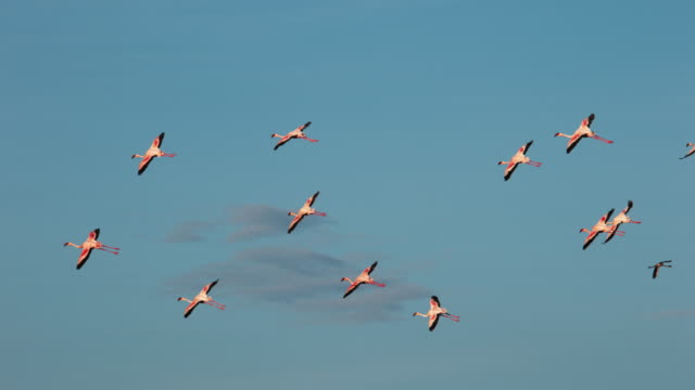 Lesser-Flamingo-Phoenicopterus-minor,-Gruppe-im-Flug,-Kolonie-am-Lake-Bogoria-in-Kenia,-Slow-Motion-4K