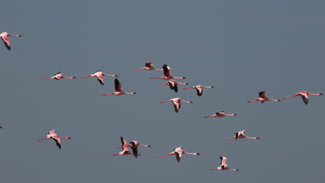 Grupo-menor-de-flamencos,-phoenicopterus-minor,-en-vuelo,-Colonia-lago-Bogoria-en-Kenia,-lenta-4K