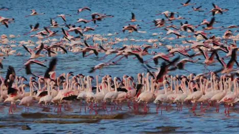 Grupo-menor-de-flamencos,-phoenicopterus-minor,-en-vuelo,-Colonia-lago-Bogoria-en-Kenia,-en-tiempo-Real-4K