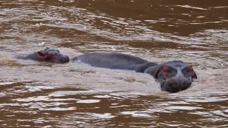 Hipopótamo,-hippopotamus-amphibius,-madre-y-cría-en-el-río,-Parque-Masai-Mara-en-Kenia,-en-tiempo-Real-4K