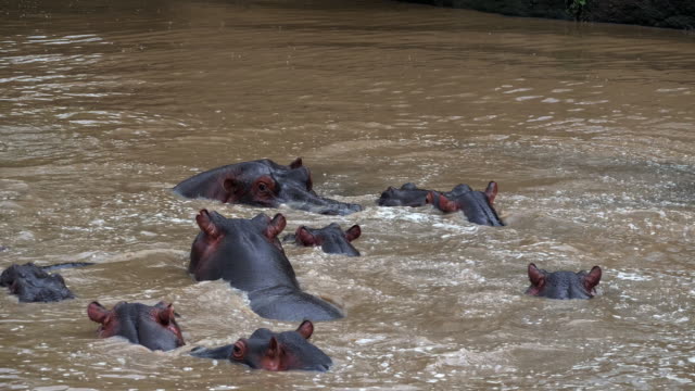 Hipopótamo,-hippopotamus-amphibius,-grupo-de-pie-en-el-río,-Parque-Masai-Mara-en-Kenia,-en-tiempo-Real-4K