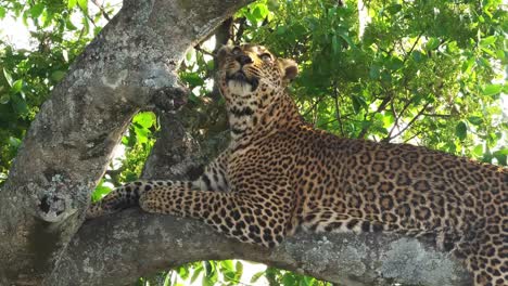 Leopard,-panthera-pardus,-Adult-standing-in-Tree,-Masai-Mara-Park-in-Kenya,-Real-Time-4K