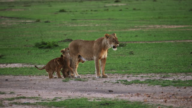 African-Lion,-panthera-leo,-Mothers-and-cubs,-Masai-Mara-Park-in-Kenya,-Real-Time-4K