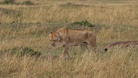 African-Lion,-panthera-leo,-Pair-Walking,-Masai-Mara-Park-in-Kenya,-Real-Time-4K