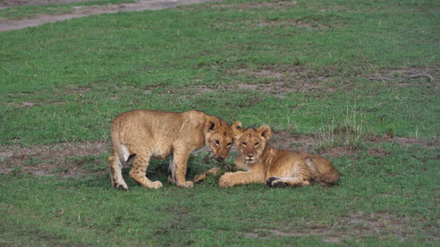 African-Lion,-panthera-leo,-cubs,-Masai-Mara-Park-in-Kenya,-Real-Time-4K