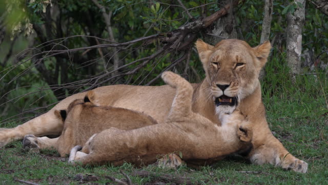African-Lion,-panthera-leo,-Mother-and-Cub-playing,-the-other-cub-is-Suckling,-Masai-Mara-Park-in-Kenya,-Real-Time-4K