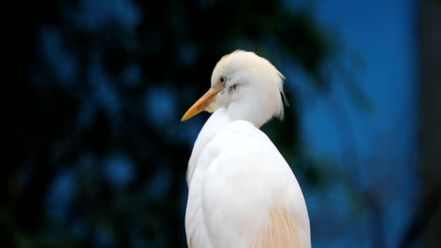The-Pacific-reef-heron