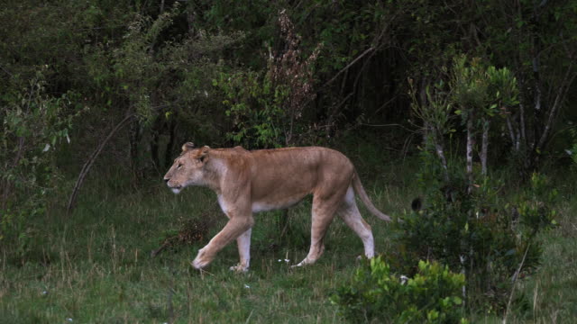 African-Lion,-panthera-leo,-Female-Walking,-Masai-Mara-Park-in-Kenya,-Real-Time-4K