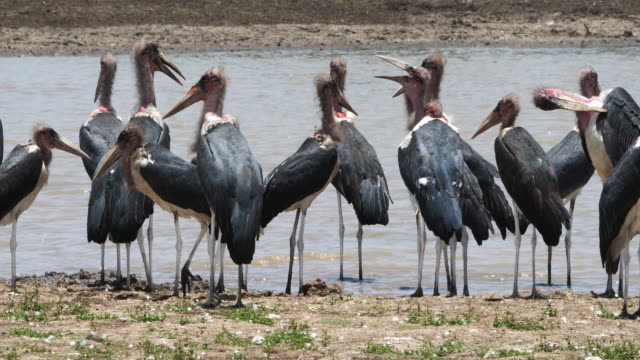 Marabou-Stork,-leptoptilos-crumeniferus,-Group-near-Water,-Nairobi-Park-in-Kenya,-Real-Time-4K