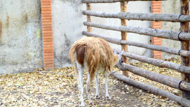 Lama-de-comer-heno-en-el-corral