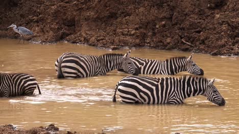 Grant-Zebra,-Equus-Burchelli-Boehmi-Herde-am-Wasserloch,-Nairobi-Park-in-Kenia,-Real-Time-4K