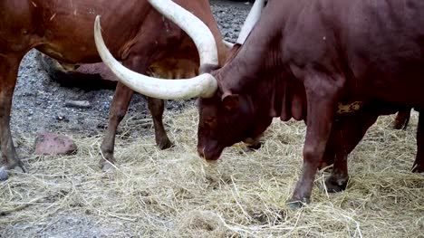 vaca-Toro-rojo-y-fonolocalizadores-de-bocinas-grandes-ganados-o-cuernos-grandes-comiendo-hierba-en-los-campos
