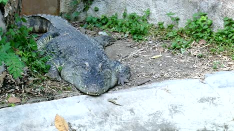 Krokodil-Alligator-auf-dem-Boden