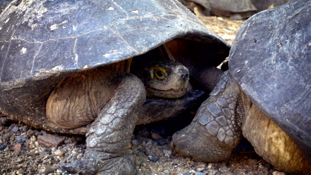 Schildkröte-oder-Wissenschaft-Namen-\"Bauche-Schieberegler\"-in-der-Schale,-ein-Sonnenbad-mit-Schildkröte