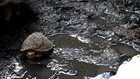 small-turtle-or-science-names-"Yellow-bellied-slider"-,-get-up-and-walk-across-on-mud-ground