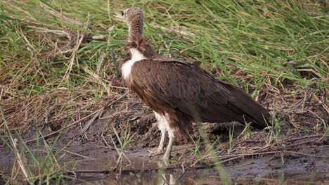 Nahaufnahme-des-hooded-Vulture-trinken-an-einem-Flüsse-Rand,-Okavango-Delta,-Botswana