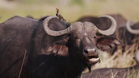 Close-up-of-Cape-buffalo-bull-masticar-el-bolo-alimenticio-con-un-picabueyes-pico-rojo-en-la-espalda