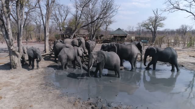 Vista-aérea-de-primer-plano-de-un-grupo-de-elefantes-bebiendo-en-Pan-de-hiena,-reserva-privada-de-Khwai,-Botswana