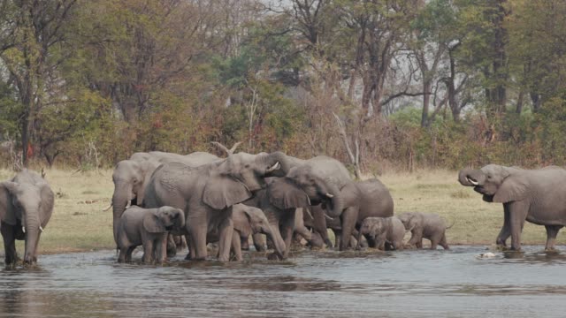 Manada-de-elefantes-de-cría-con-terneros-jóvenes-bebiendo-en-un-río-en-el-Delta-del-Okavango,-Botswana