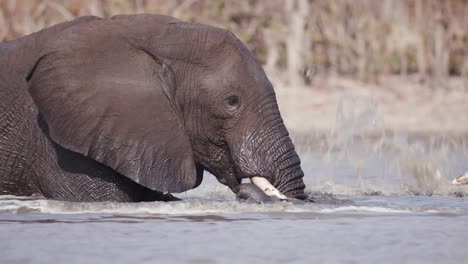 Primer-plano-de-dos-elefantes,-chapoteando-en-un-río-en-el-Delta-del-Okavango,-Botswana