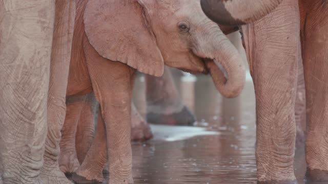 Close-up-young-of-elephant-calf-drinking-at-waterhole-while-surrounded-by-adults,-Okavango-Delta,-Botswana
