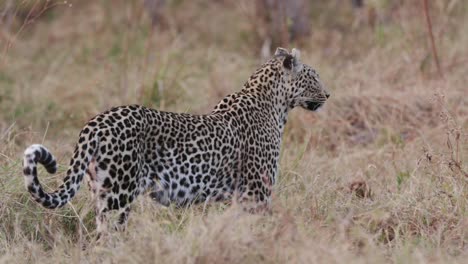 A-female-leopard-standing-in-the-grass-and-looking-around,-Botswana