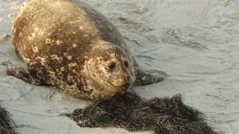 A-sad-sea-seal-mother-checking-on-dead-baby-at-the-La-Jolla-cove