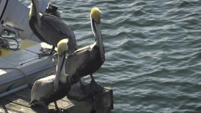 Pelikane-am-Yachthafen
