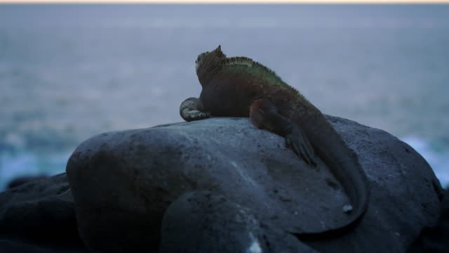 iguana-de-los-galápagos