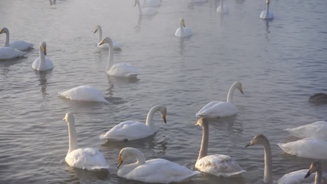 Cisnes-en-Altai-lago-Svetloe-en-la-niebla-de-evaporación-en-el-tiempo-de-la-tarde-en-invierno
