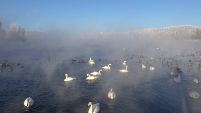 Swans-on-Altai-lake-Svetloe-in-the-evaporation-mist--at-morning-time-in-winter