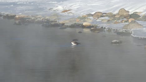 Pájaro-blanco-throated-dipper-Cinclus-cinclus-en-agua-de-Altai-río-Katun-en-época-de-invierno