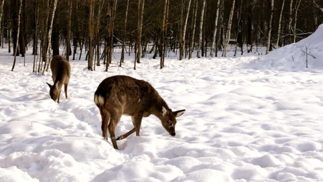 Dos-ciervos-de-Sika-en-el-bosque-de-invierno