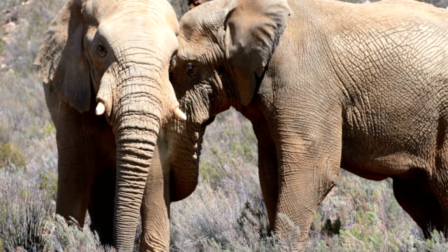 Elefantes-salvajes-pastando-en-praderas-4k