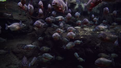 Aquarium-mit-vielen-piranhas