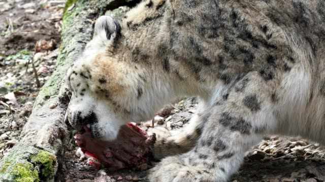 Leopardo-de-las-Nieves---Irbis-(Panthera-uncia)-con-un-pedazo-de-carne